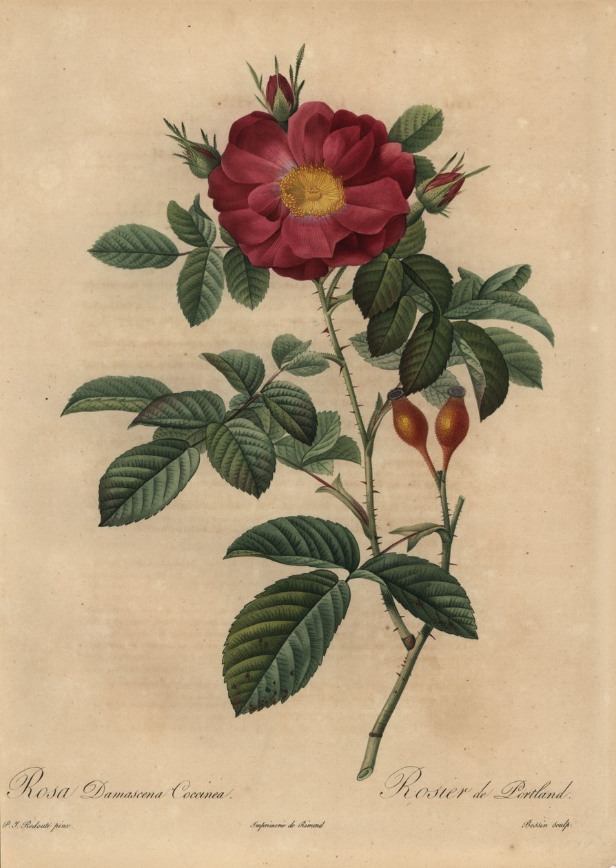 Skarlagenrød damaskrose, Rosa damascena av Pierre Joseph Redouté