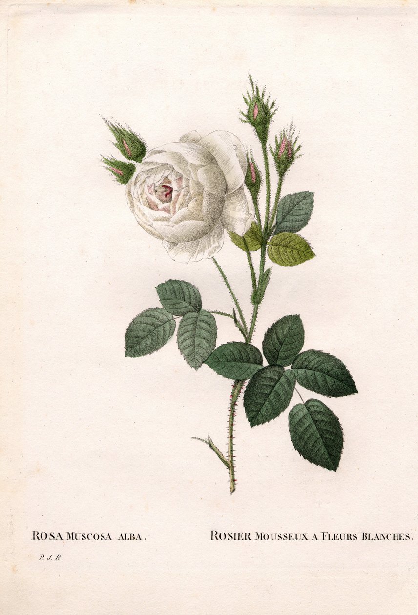 Shailers hvite moserose, Rosa centifolia var. alba-muscosa, Glitrende rose med hvite blomster. Håndfarget prikkete kobberstikk fra Pierre Joseph Redoutes "" Les Roses,"" Paris av Pierre Joseph Redouté