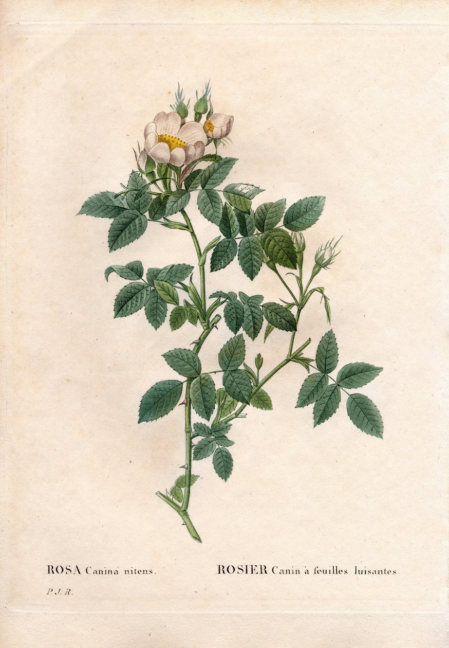 Hunderose med skinnende blader, Rosa canina-variant, Hunderose med skinnende blader. Håndfarget prikkete kobberstikk fra Pierre Joseph Redoutes "" Les Roses,"" Paris av Pierre Joseph Redouté