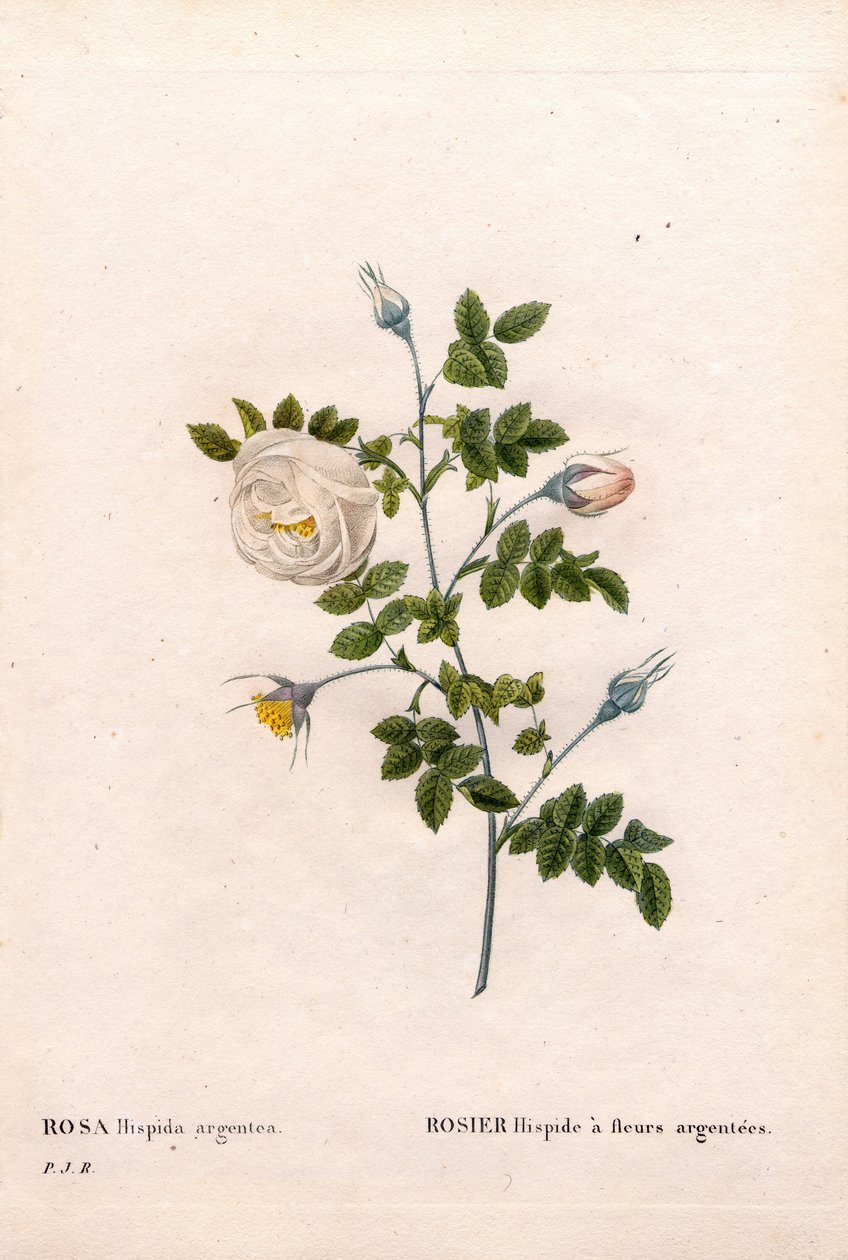 Sølvblomstret rose hispid, Rosa tomentosa variant, Rosa Rose med sølvblomster. Håndfarget prikkete kobberstikk fra Pierre Joseph Redoutes "" Les Roses,"" Paris av Pierre Joseph Redouté