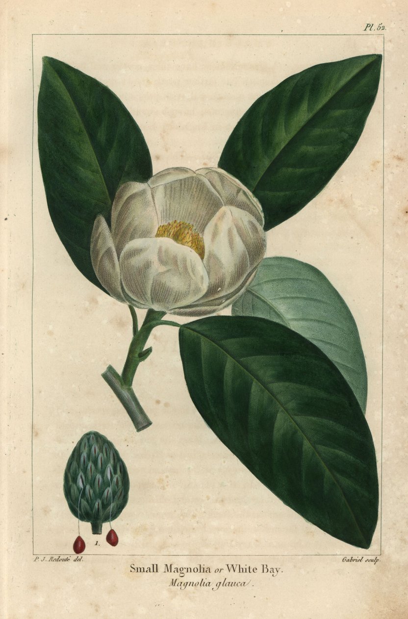 Lite magnoliatre eller hvit bukt, Magnolia glauca (gravering) av Pierre Joseph Redouté