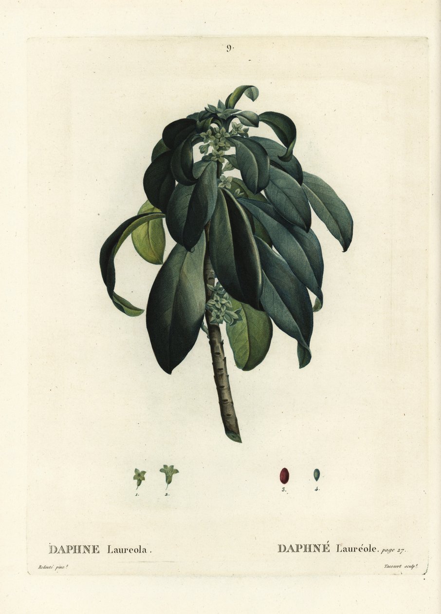 Spurge laurbær, Daphne laureola. Håndfarget stiplegravering av Tassaert etter en illustrasjon av Pierre-Joseph Redoute fra Henri Louis Duhamel du Moncels Treat des Trees et Shrustes, Paris av Pierre Joseph Redouté