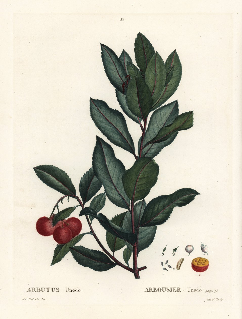 Jordbærtre, Arbutus unedo. Håndfarget stiplegravering av etter en illustrasjon av Pierre-Joseph Redoute fra Henri Louis Duhamel du Monceaus Treat des Arbres et Shrustes, Paris av Pierre Joseph Redouté