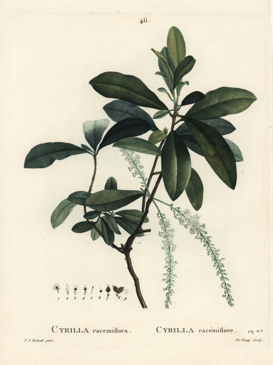 Sumpcyrilla, Cyrilla racemiflora. Håndfarget stiplegravering av De Gouy etter en illustrasjon av Pierre-Joseph Redoute fra Henri Louis Duhamel du Moncels Treat des Arbres et Shrustes, Paris av Pierre Joseph Redouté