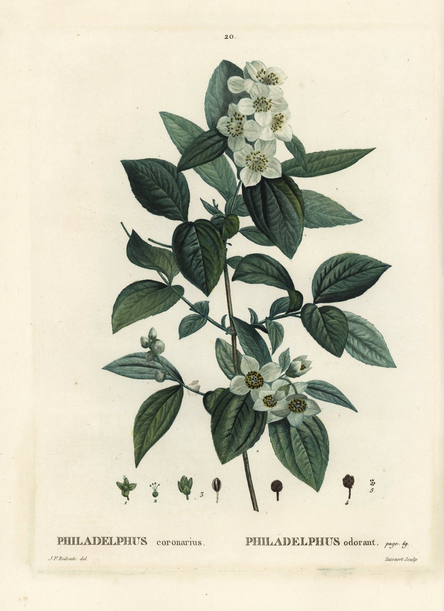 Søt falsk oransje, engelsk kornel, Philadelphus coronarius. Håndfarget stiplegravering av Tassaert etter en illustrasjon av Pierre-Joseph Redoute fra Henri Louis Duhamel du Moncels Treat des Trees et Shrustes, Paris av Pierre Joseph Redouté