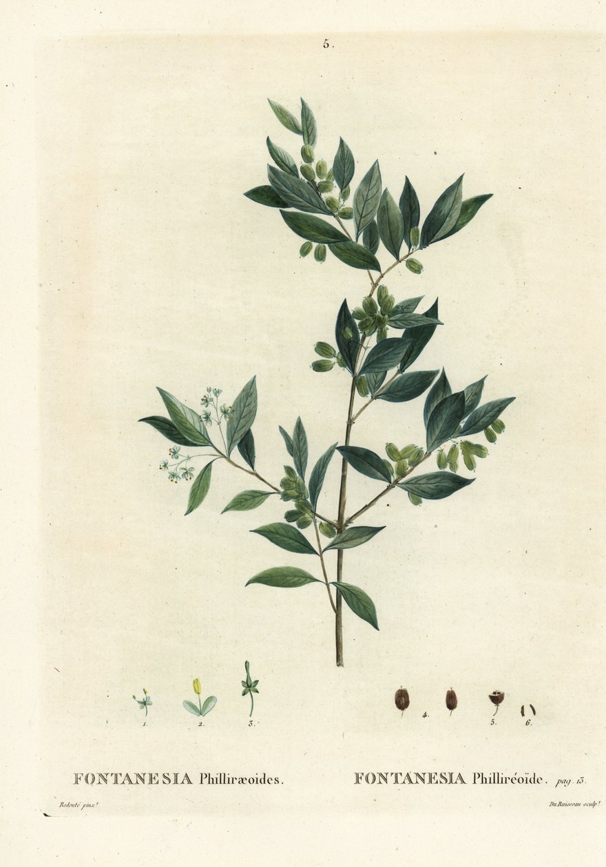 Syrisk liguster, Fontanesia phillyreoides. Håndfarget stiplegravering av Du Ruisseau etter en illustrasjon av Pierre-Joseph Redoute fra Henri Louis Duhamel du Moncels Treat des Arbres et Shrustes, Paris av Pierre Joseph Redouté