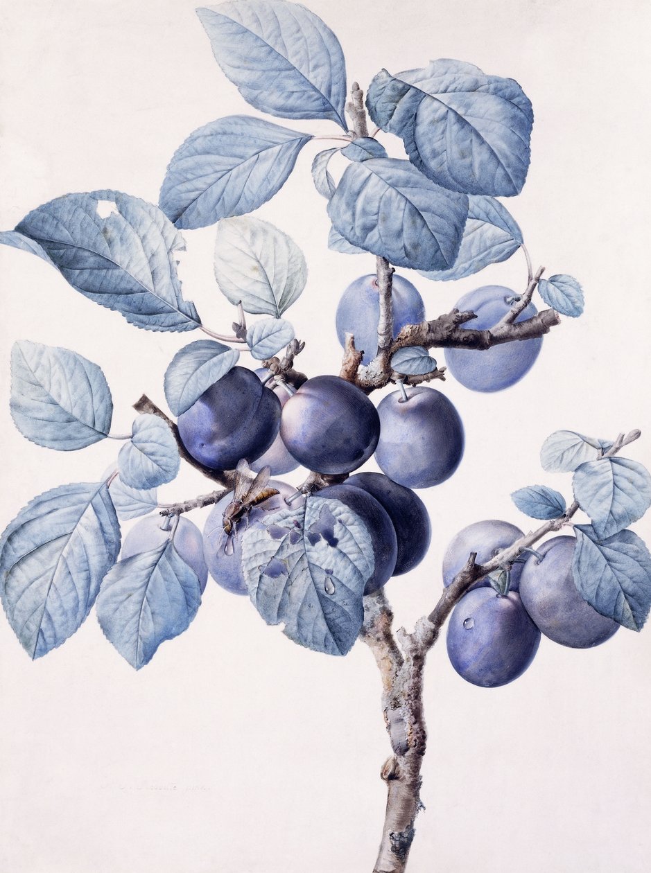 Green av et plommetre som bærer frukt med en veps drikkevann på et blad, av Pierre Joseph Redouté