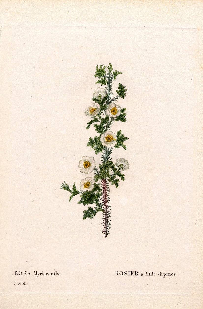 Tusenpigget rose, Rose myriacantha, Rose a Thousand-Spines. Håndfarget prikkete kobberstikk fra Pierre Joseph Redoutes "" Les Roses,"" Paris av Pierre Joseph Redouté