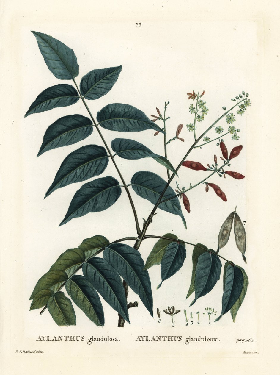 Himmelens tre, ailanthus eller chouchun, Ailanthus altissima (Aylanthus glandulosa). Håndfarget stiplegravering av Moret etter en illustrasjon av Pierre-Joseph Redoute fra Henri Louis Duhamel du Moncels Treat des Arbres et Shrustes, Paris av Pierre Joseph Redouté