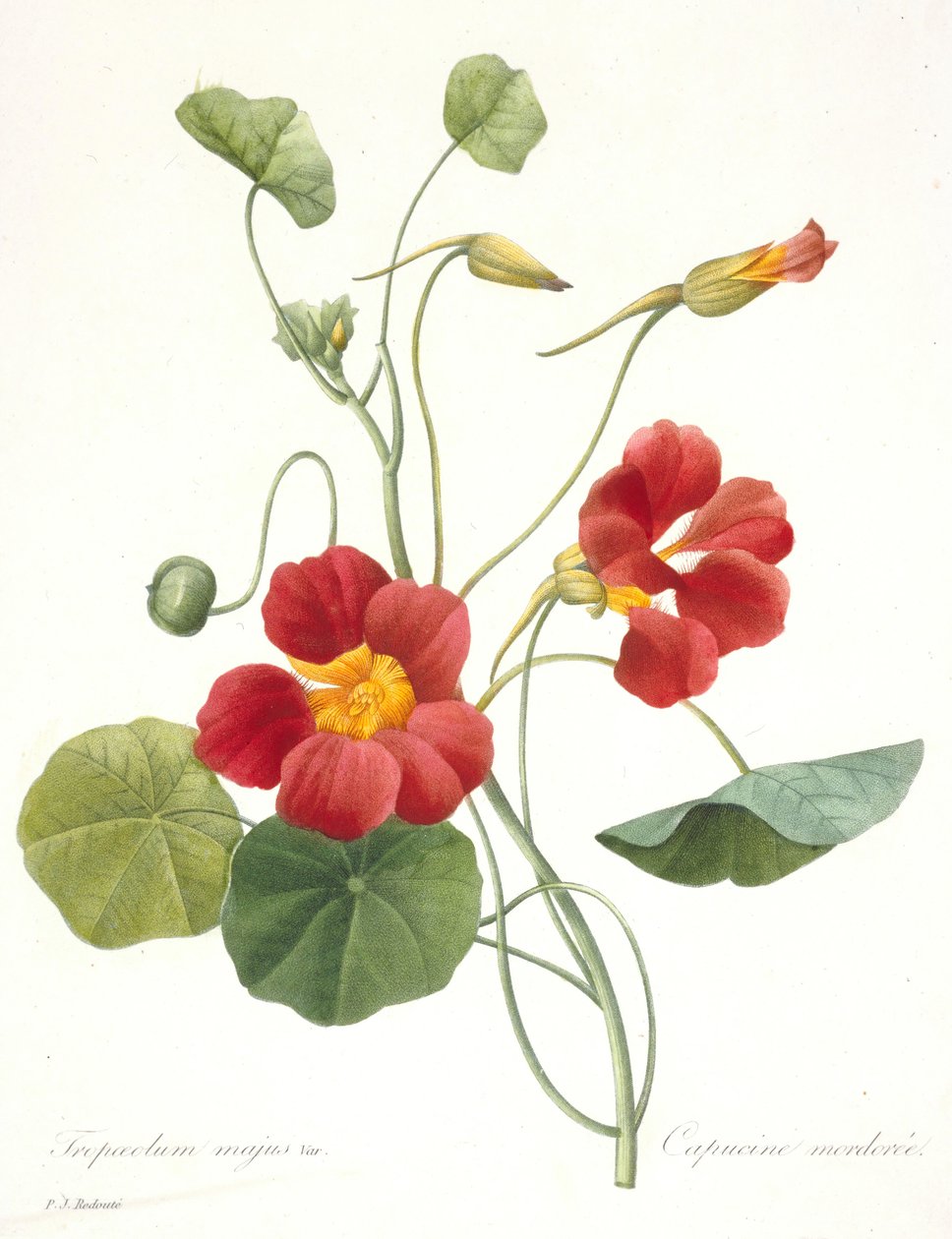 Tropaeolum majus Garden Nasturtium, 1827. av Pierre Joseph Redouté