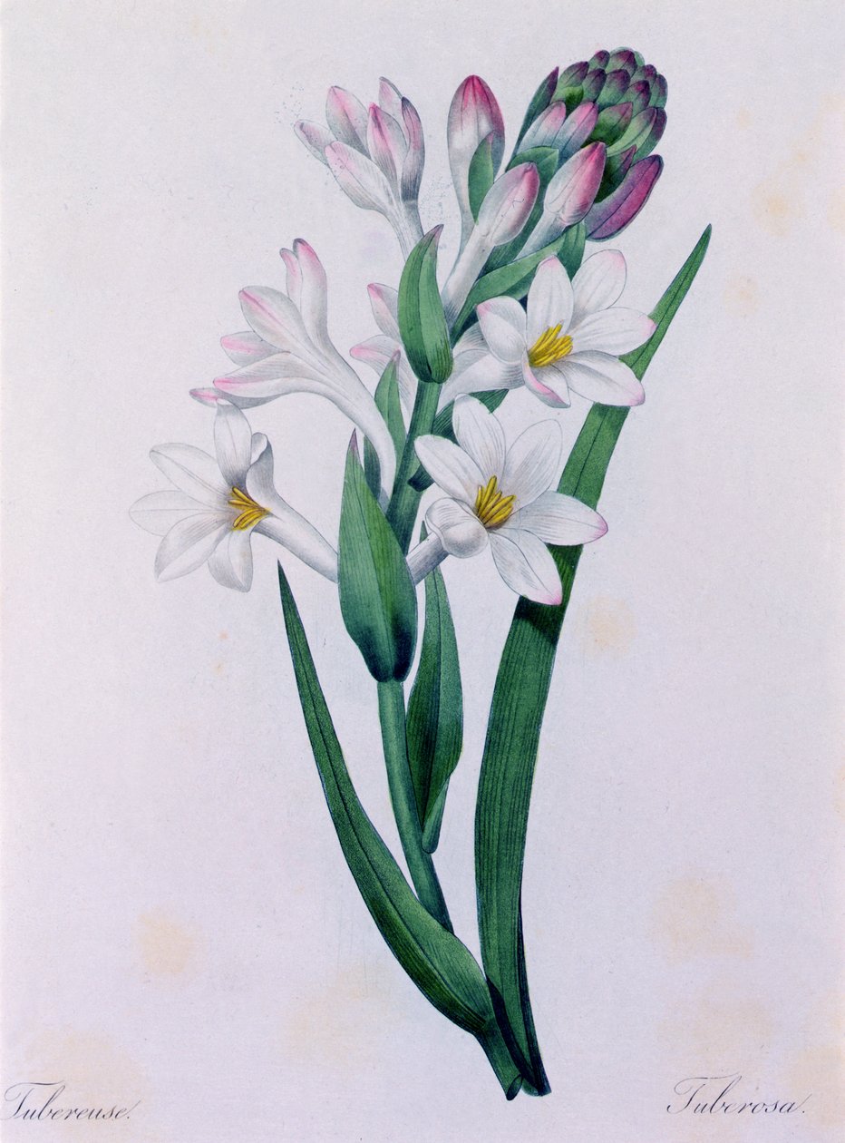 Tuberosa (farget gravering) av Pierre Joseph Redouté