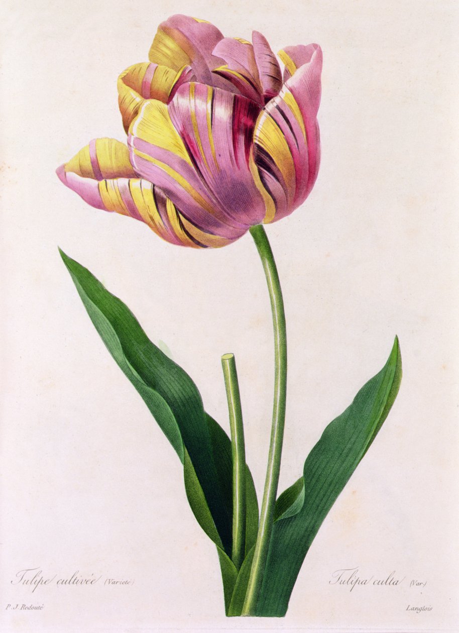 Tulipa Culta (farget gravering) av Pierre Joseph Redouté