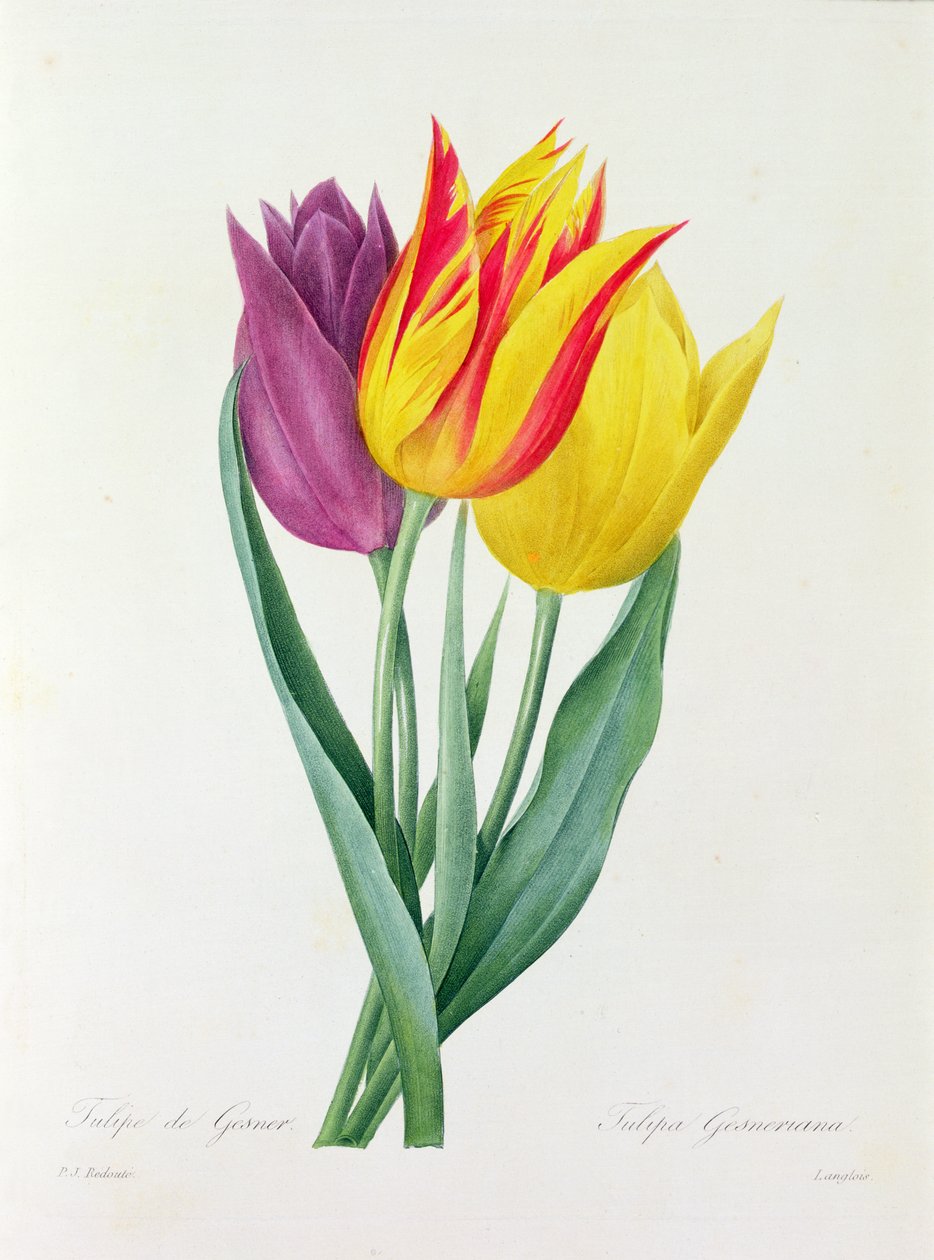 Tulipa Gesneriana (farget gravering) av Pierre Joseph Redouté