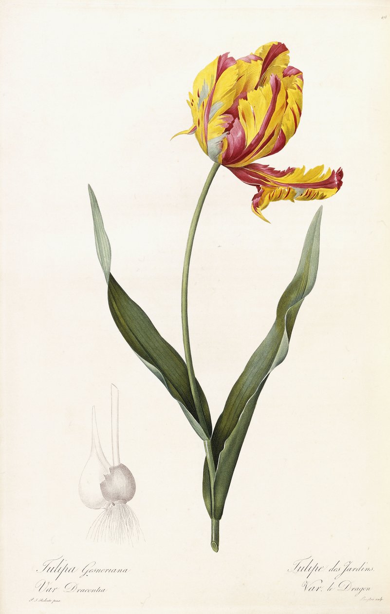 Tulip Gesneriana - Tulip des Jardins av Pierre Joseph Redouté