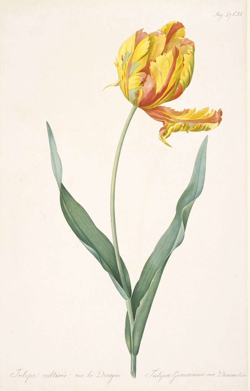 Tulipa Gesneriana var. Dragens papegøye tulipan, 1816. av Pierre Joseph Redouté