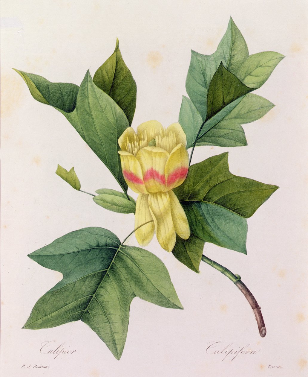 Tulipifera (farget gravering) av Pierre Joseph Redouté