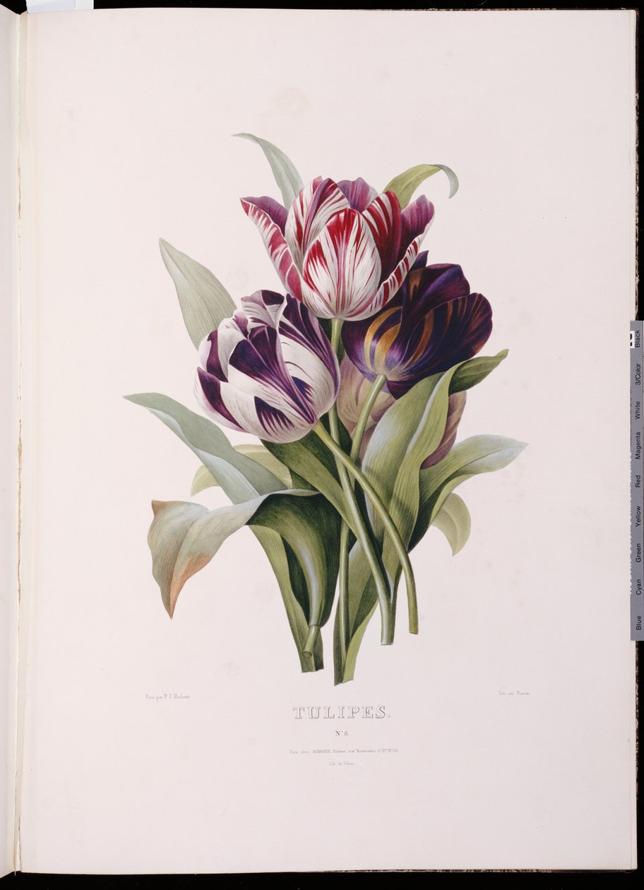Tulipaner, fra "A Fine Series of Floral Bouquets" av Pierre Joseph Redouté