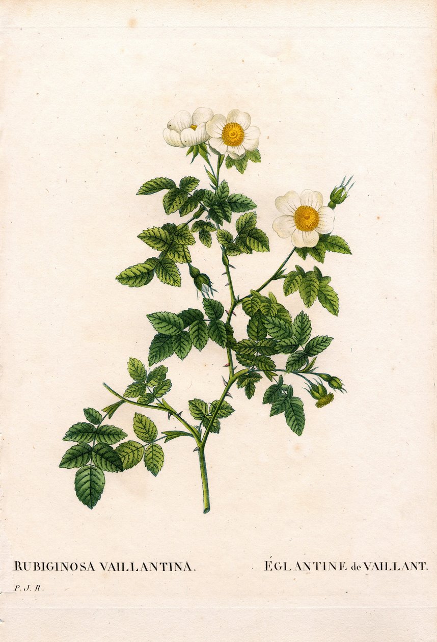 Vaillants sweetbriar rose, Rosa rubiginosa variant, L