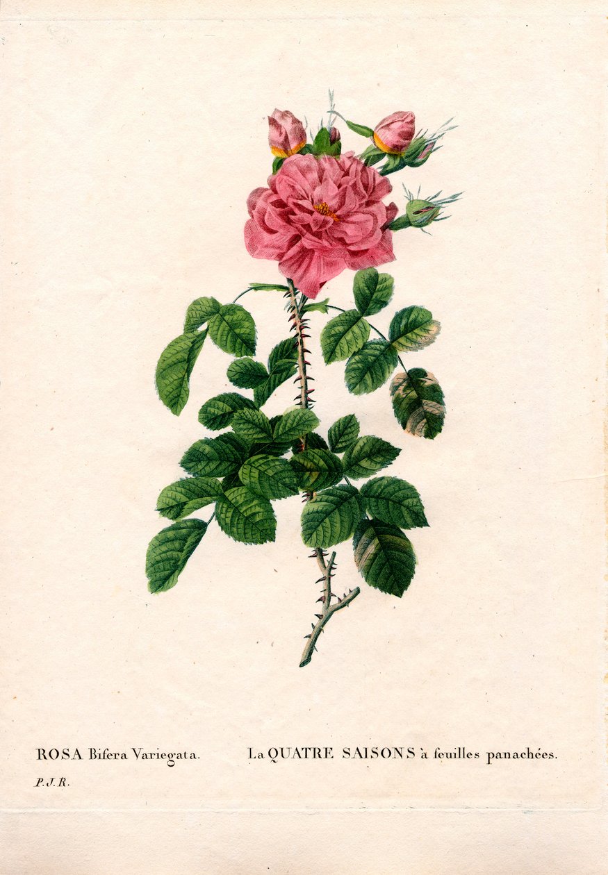 Spraglete fire årstider rosa, Rosa damascena var. bifera. Håndfarget prikkete kobberstikk fra Pierre Joseph Redoutes "" Les Roses,"" Paris av Pierre Joseph Redouté