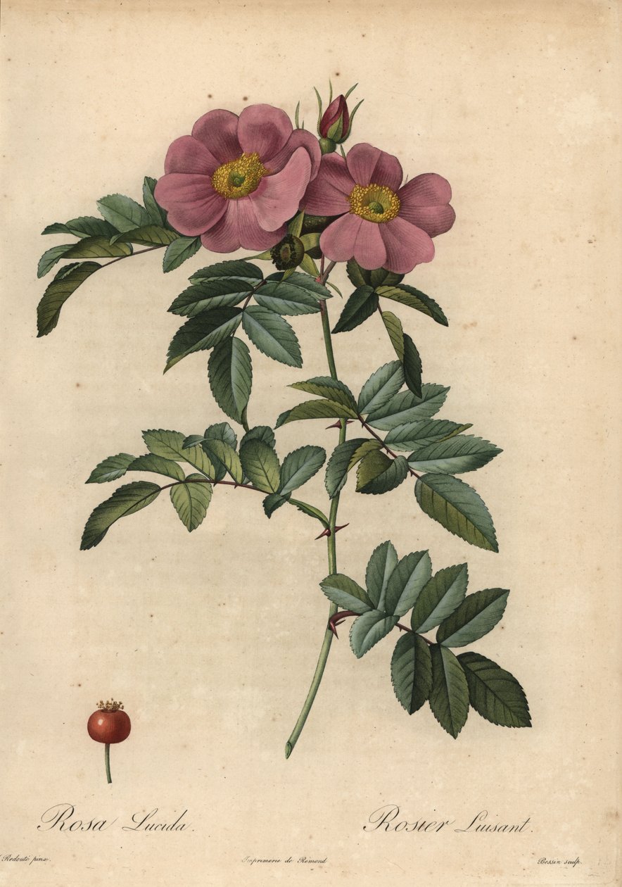 Fiolett Virginia-rose, Rosa virginiana av Pierre Joseph Redouté