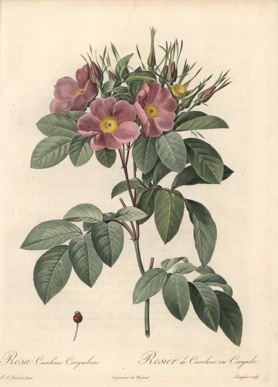 Virginia rose, mørke blomster - Eau forte de Langlois, basert på en illustrasjon av Pierre Joseph Redoute (1759-1840), fra Les Roses av Pierre Joseph Redouté