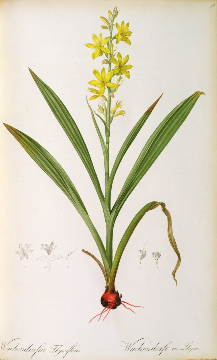 Wachendorfia Thyrsiflora, fra 