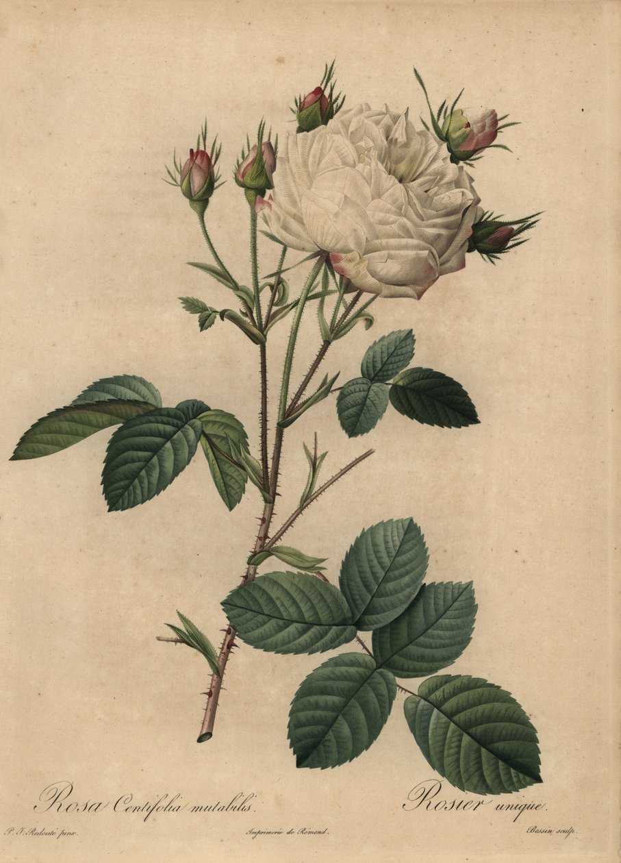 Hvit og rosa kålrose, Rosa centifolia av Pierre Joseph Redouté