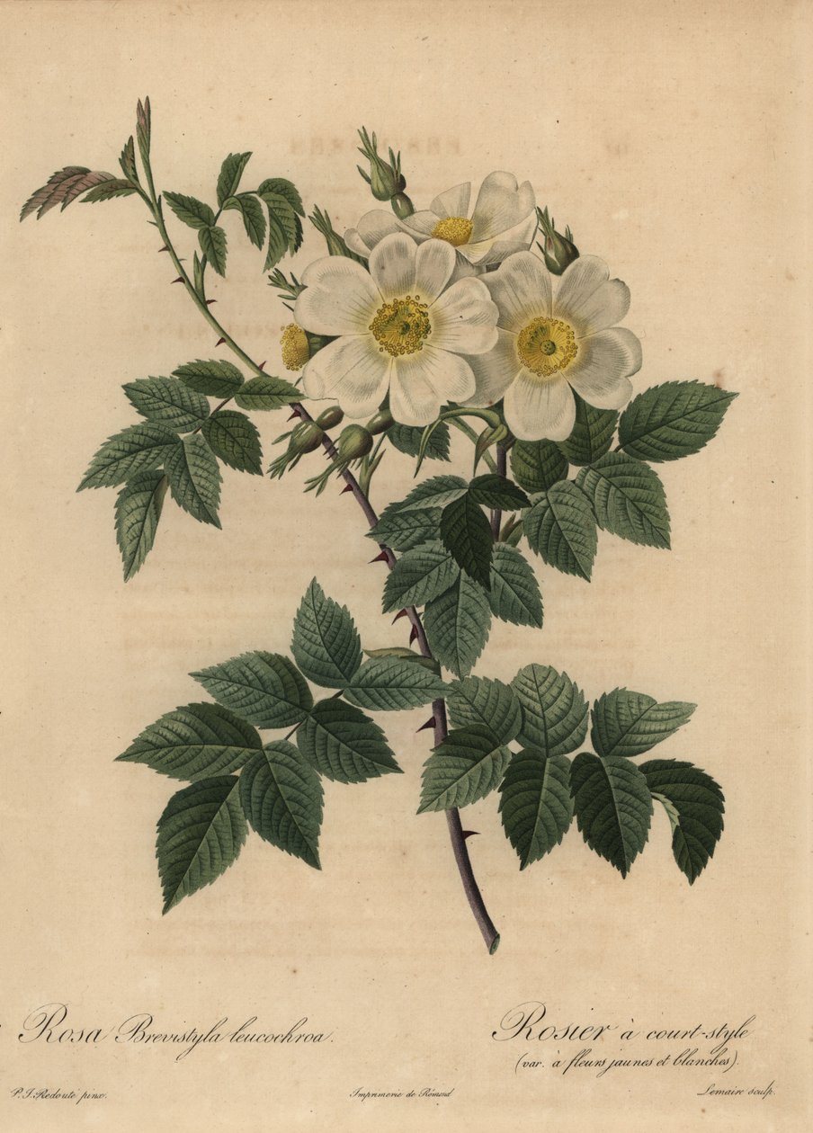 Hvit hunderose, Rosa stylosa av Pierre Joseph Redouté