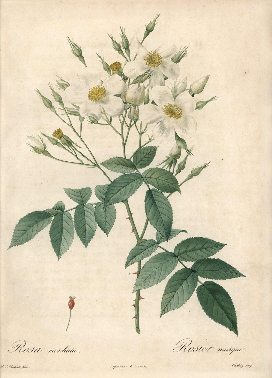 Hvite blomster moskusrose - Eau forte de Chapuy, basert på en illustrasjon av Pierre Joseph Redoute (1759-1840), fra Les Roses av Pierre Joseph Redouté