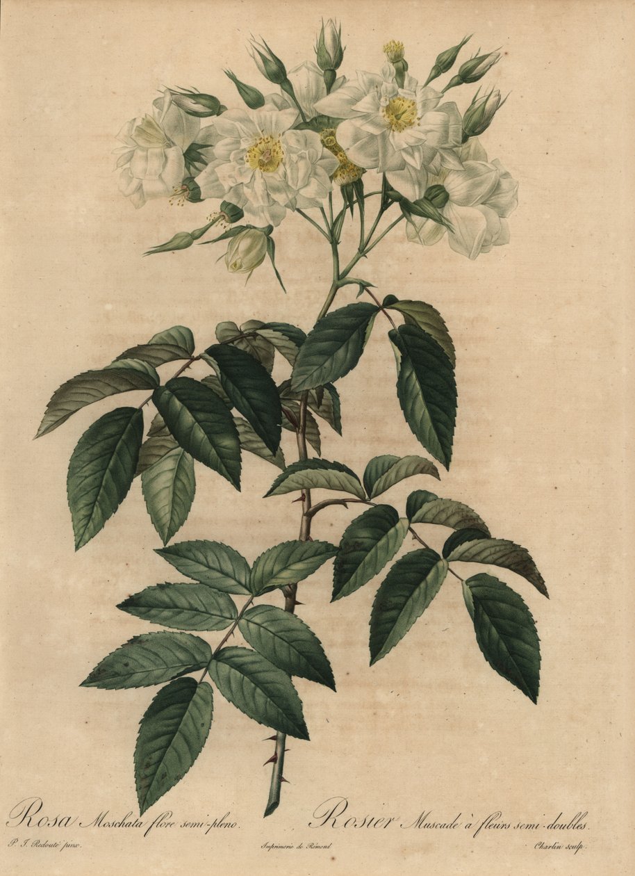 Hvit moskusrose, Rosa moschata av Pierre Joseph Redouté