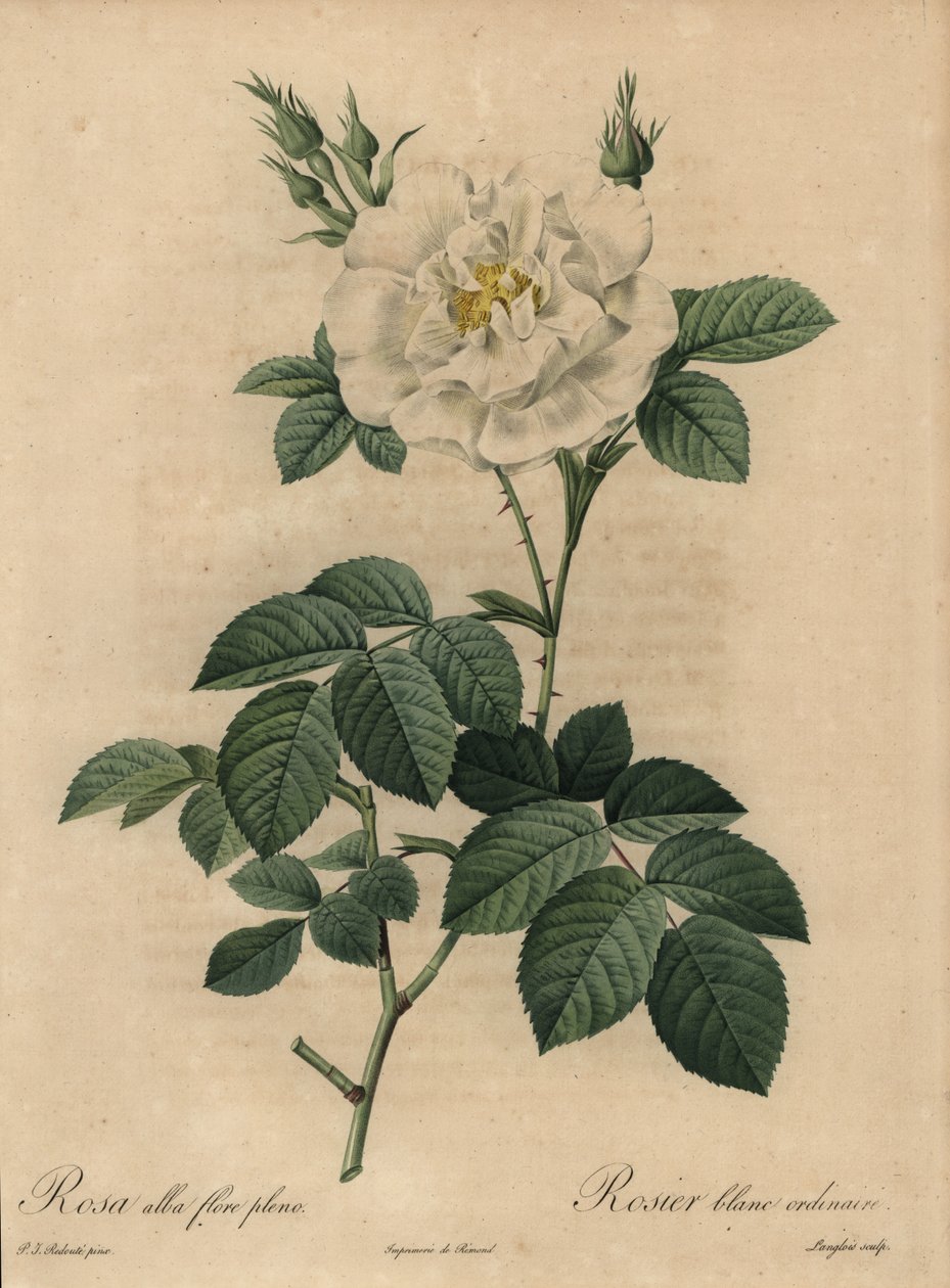Hvit rose, Rosa alba flore pleno, Vanlig hvit rose av Pierre Joseph Redouté
