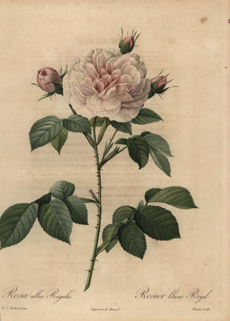 Hvit rosehybrid Royal, Rosa alba av Pierre Joseph Redouté