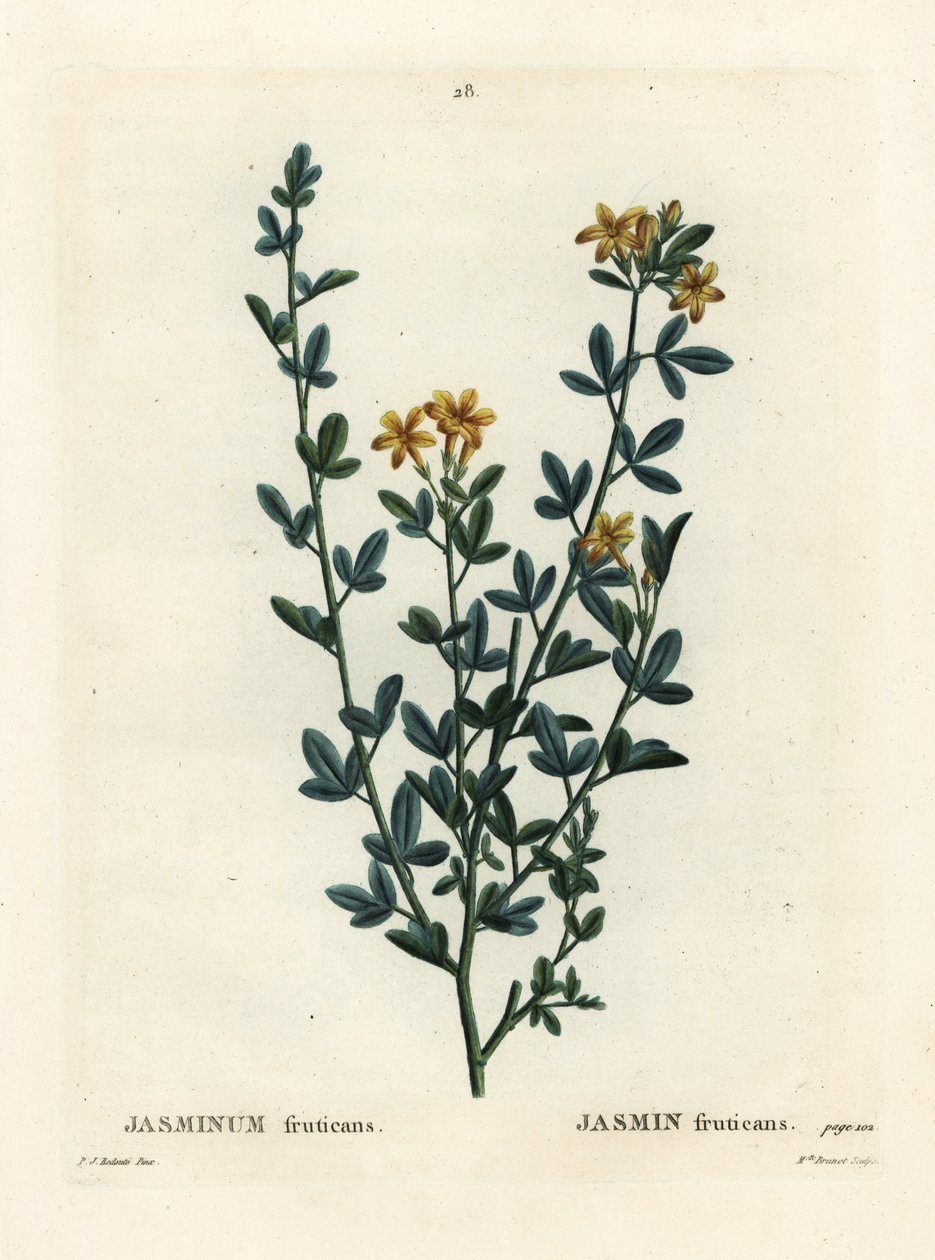 Vill eller gul Jasmin, Jasminum fruticans. Håndfarget stiplegravering av frøken Brenet etter en illustrasjon av Pierre-Joseph Redoute fra Henri Louis Duhamel du Moncels Treat des Arbres et Shrustes, Paris av Pierre Joseph Redouté