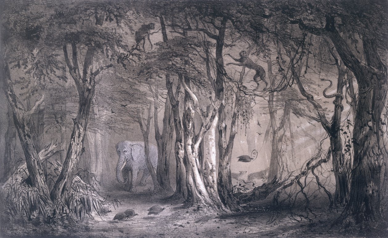 Virgin Forest on the Edge of the Blue Nile, fra Voyages au Soudan Oriental et dans lAfrique Septentrionale av Pierre Tremaux (1818-95) gravert av Tirpenne og J. Gaildrau, 1852 av Pierre Tremaux