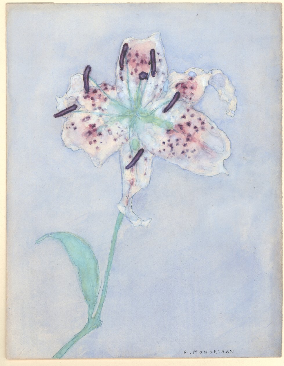 Lily, etter 1921 (wc på papir) av Piet Mondrian