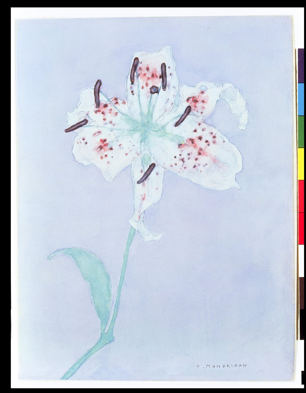 Lily, etter 1921 (akvarell og blyant) av Piet Mondrian