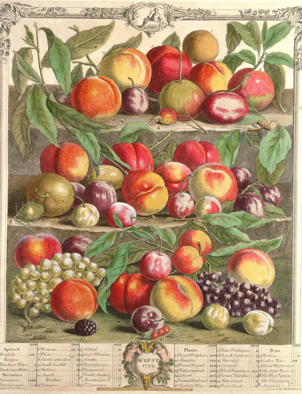 August, fra 