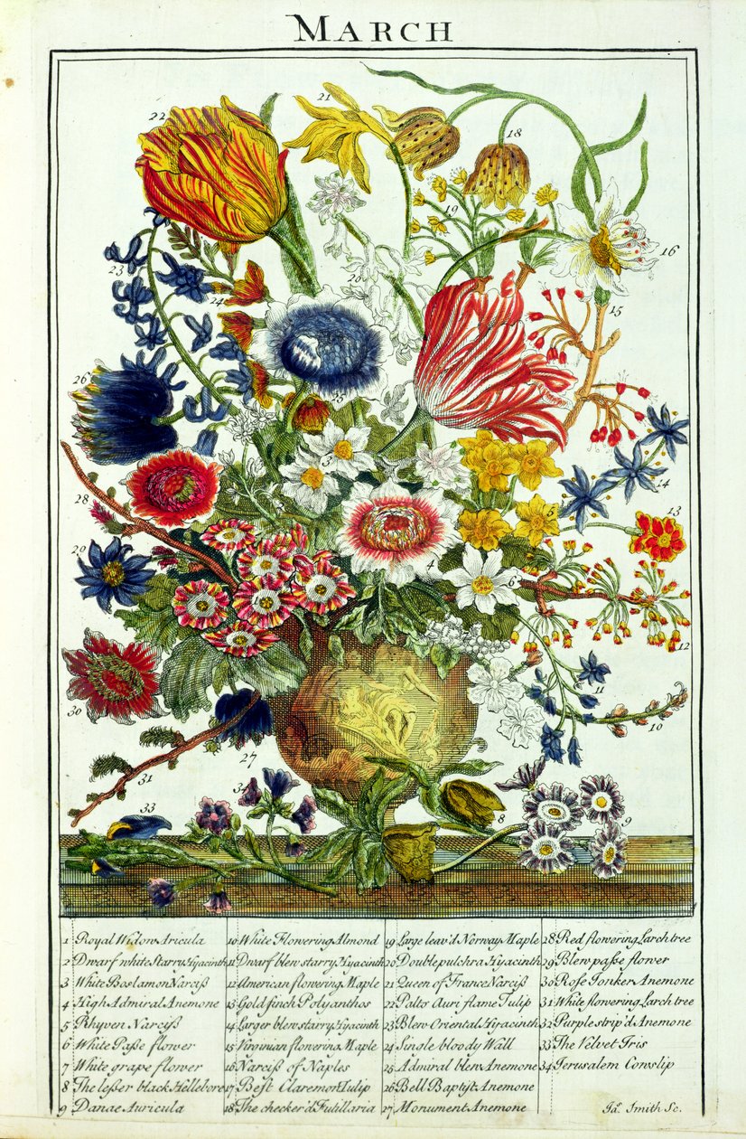 mars, fra 'The Flower Garden Displayed' av Robert Furber (ca. 1674-1756), gravert av James Smith, pub. 1732 av Pieter Casteels