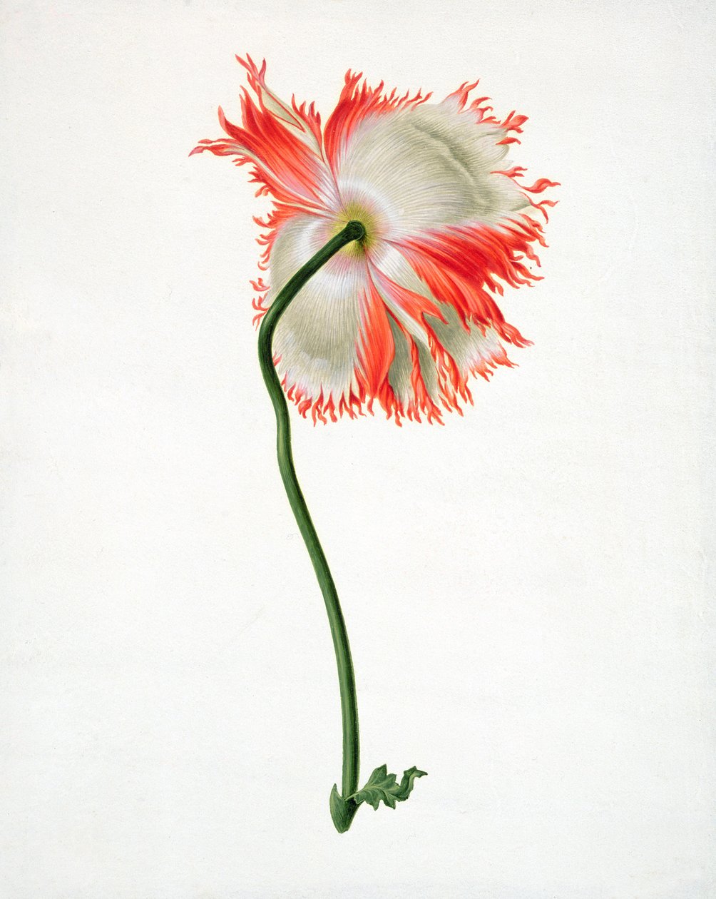 PD.101-1973f.13 Åkervalmue, sett bakfra (wc und gouache på vellum) av Pieter Withoos