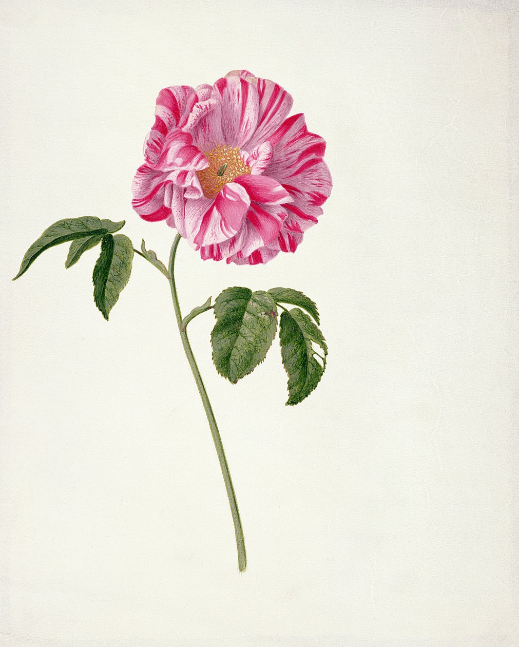 PD.101-1973f.3 Rosa gallica versicolour (Rosa mundi) (toalett og gouache på vellum) av Pieter Withoos