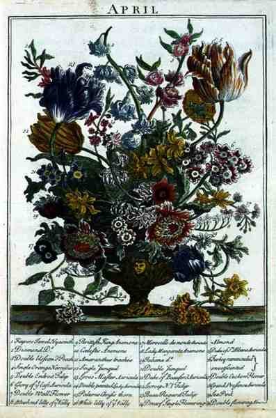 april, fra The Flower Garden vist av Robert Furber (ca. 1674-1756), gravert av James Smith, pub. 1732 (se også 11109) av Pieter after Casteels
