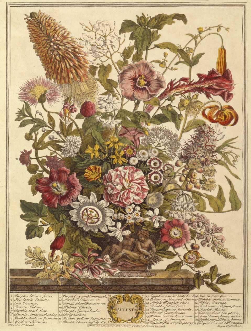 August, fra Twelve Months of Flowers av Robert Furber (ca. 1674-1756) gravert av Henry Fletcher (fargegravering) av Pieter after Casteels