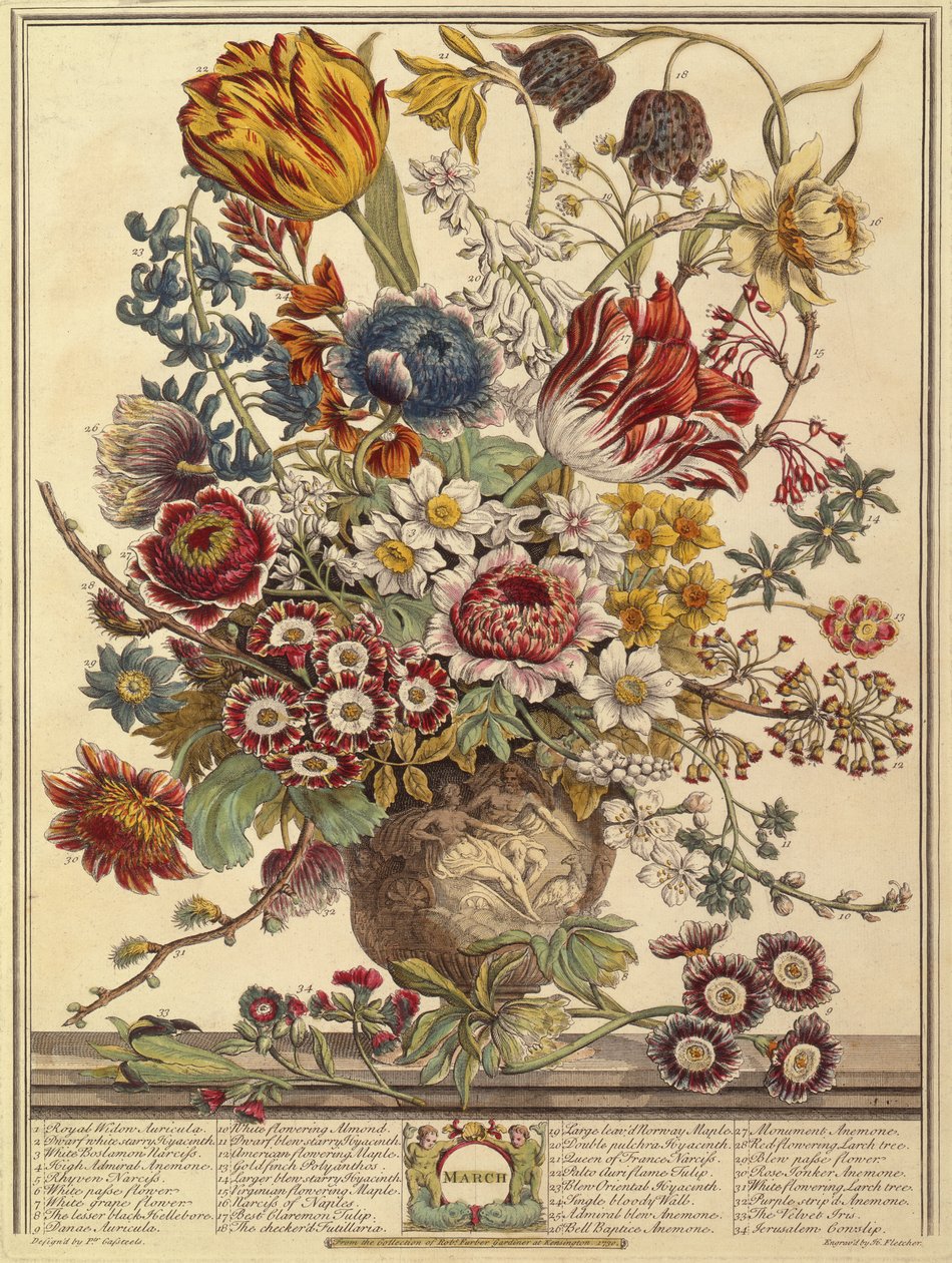 mars, fra Twelve Months of Flowers av Robert Furber (ca. 1674-1756) gravert av Henry Fletcher (fargegravering) av Pieter after Casteels