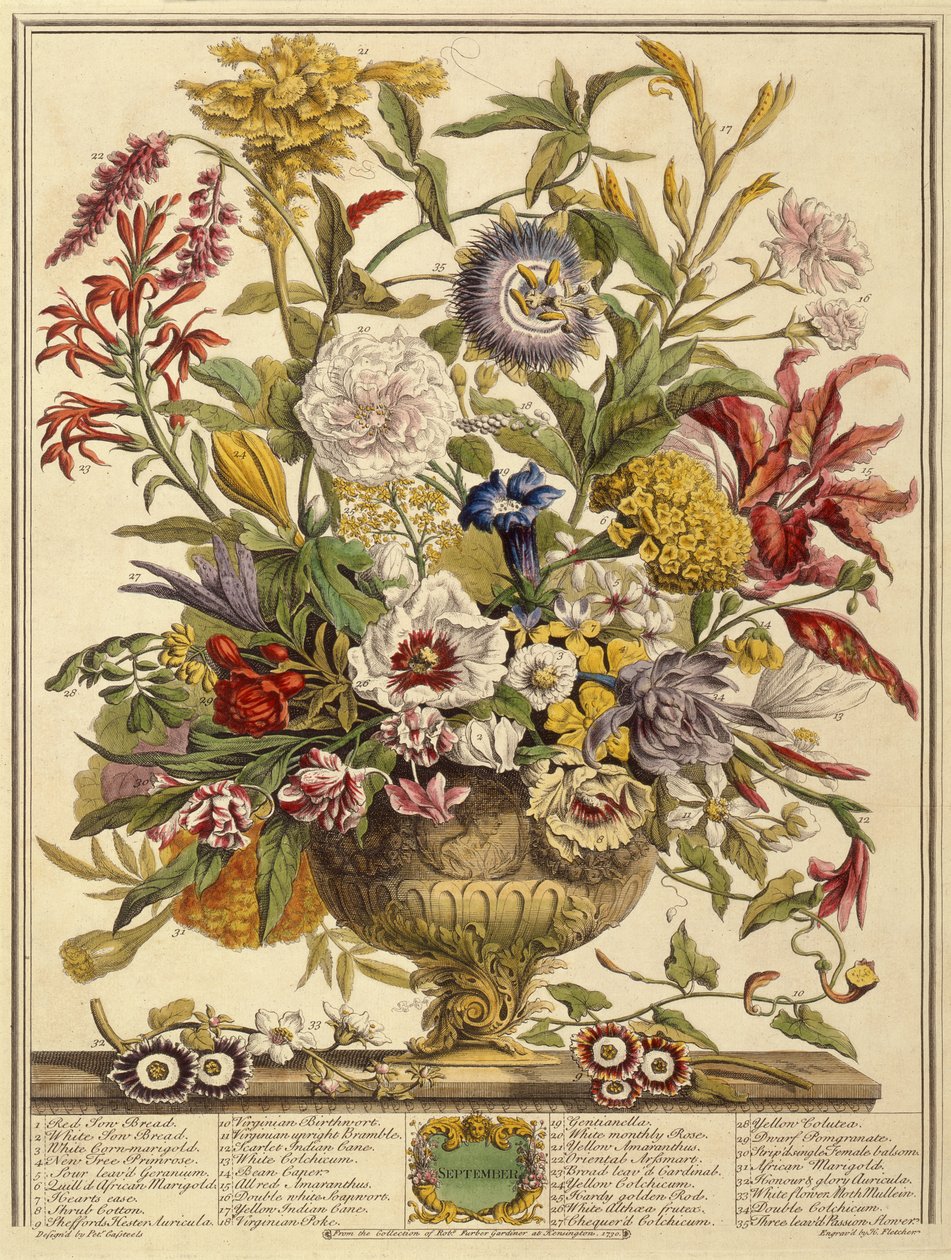 September, fra Twelve Months of Flowers av Robert Furber (ca. 1674-1756) gravert av Henry Fletcher (fargegravering) av Pieter after Casteels