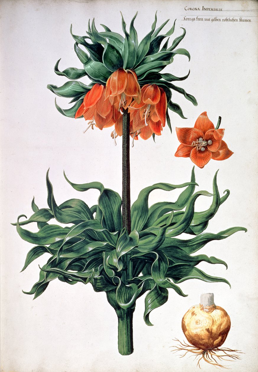 Fritillaria imperialis, ca. 1630 av Pieter van Kouwenhoorn