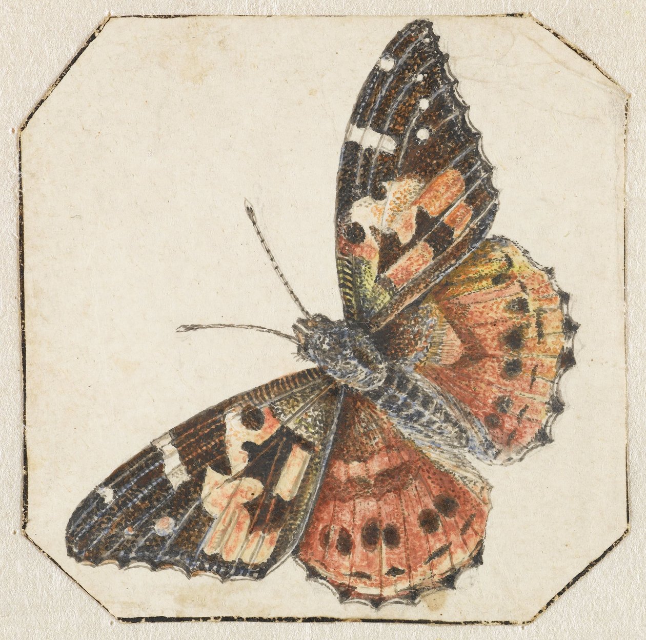Tistel sommerfugl (Vanessa cardui) av Pieter Barbiers (possibly)