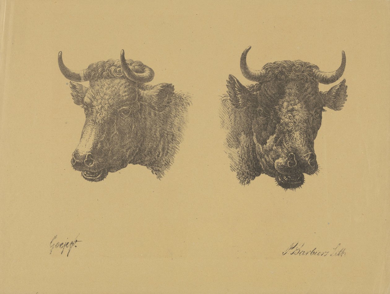 To oksehoder av Pieter Bartholomeusz. Barbiers