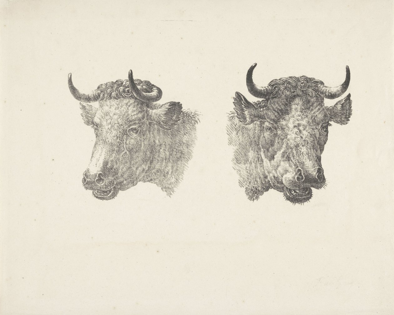 To oksehoder av Pieter Bartholomeusz. Barbiers