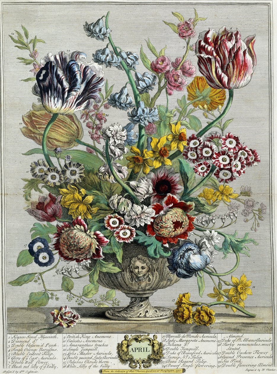 april, fra "Twelve Months of Flowers", 1730 av Pieter Casteels