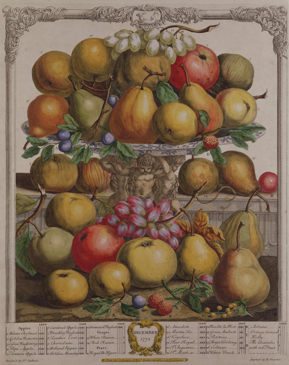 Desember, fra "Twelve Months of Fruits", av Robert Furber (ca. 1674-1756) gravert av Henry Fletcher, 1732 (fargegravering) av Pieter Casteels